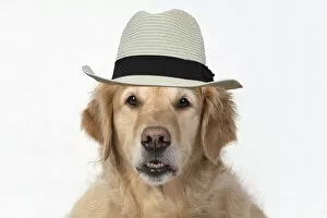 Images Dated 4th August 2020: DOG. Golden Retriever, sitting head & shoulders, face, expression, wearing hat DOG