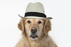 Portraits Prints: DOG. Golden Retriever, sitting head & shoulders, face, expression, wearing hat