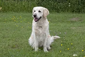 Cheltenham Prints: Dog - Golden Retriever - sitting with mouth open - Cheltenham - UK