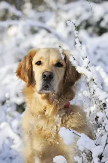 DOG. Golden retriever in the snow