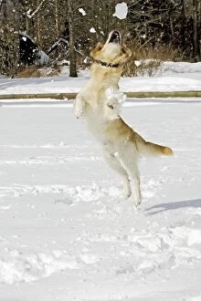 Dog - Golden Retriever - in snow - leaping to catch snowball