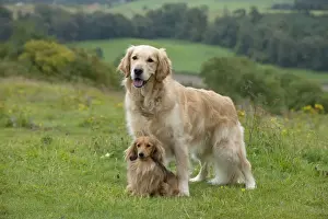 Countryside Prints: DOG - Golden retriever standing with miniature long haired dachshund between its front legs