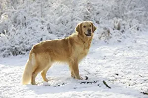 DOG. Golden retriever standing in the snow