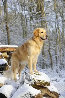 DOG. Golden retriever standing on snow covered logs