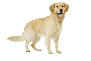 Images Dated 24th July 2007: Dog - Golden Retriever in studio