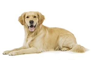 Images Dated 24th July 2007: Dog - Golden Retriever in studio