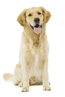 Dog - Golden Retriever in studio
