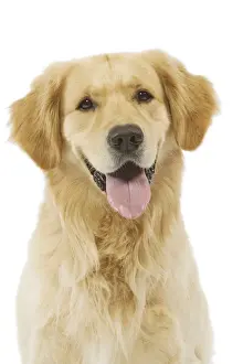 Dog - Golden Retriever in studio