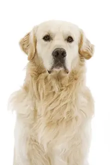 Dog - Golden retriever in studio