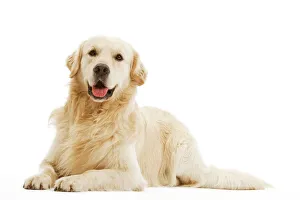 Retriever Collection: Dog - Golden retriever in studio