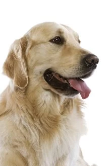 Images Dated 17th January 2007: Dog - Golden Retriever in studio