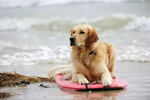 Retriever Prints: DOG. Golden retriever on surf board