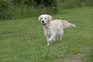 Images Dated 6th June 2010: Dog - Golden Retriever - with tennis ball in mouth