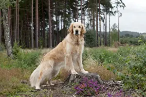 Tree Stump Prints: DOG - Golden retriever on tree stump