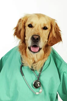 Images Dated 5th August 2010: DOG. Golden retriever in vets scrubs & stethoscope