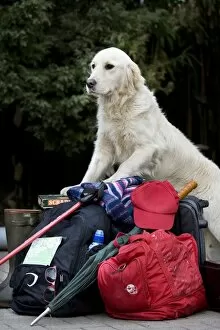 Images Dated 20th November 2009: Dog - Golden Retriever waiting by luggage