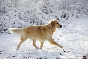 Images Dated 19th December 2009: DOG. Golden retriever walking through the snow