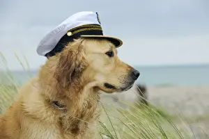 DOG. Golden retriever wearing captains hat