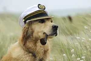 Retriever Prints: DOG. Golden retriever wearing captains hat smoking a pipe