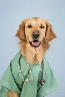 Images Dated 7th February 2009: Dog. Golden Retriever wearing doctors outfit