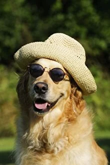 Images Dated 8th August 2009: Dog. Golden Retriever wearing hat and sunglasses