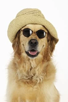 Images Dated 8th August 2009: Dog. Golden Retriever wearing sunglasses and hat