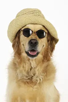 Sunglasses Prints: Dog. Golden Retriever wearing sunglasses and hat