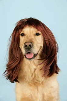 Retriever Collection: Dog. Golden Retriever wearing wig