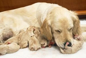 Dog - Golden Retriever - whelping puppies 1 hour old, suckling. Mother licking puppy to encourage to urinate