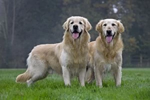 Images Dated 13th November 2011: Dog - Golden Retrievers