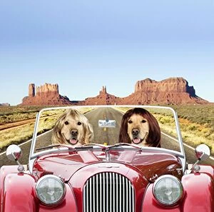Images Dated 14th August 2012: Dog - Golden Retrievers driving car through desert scene Digital Manipulation