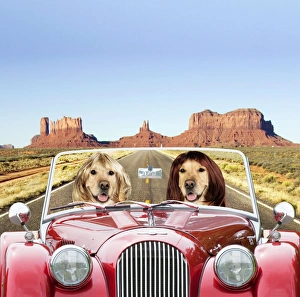 Dog - Golden Retrievers driving car through desert scene Dog - Golden Retrievers driving car through desert scene