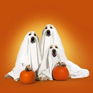 DOG, Golden Retrievers with pumpkins, wearing sheets, ghosts