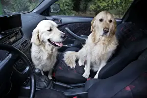 Wait Prints: Dog - Golden Retrievers waiting in car
