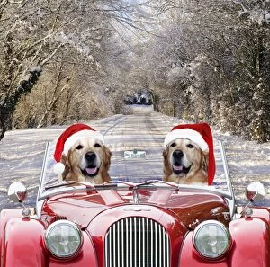 Dog Golden Retrievers wearing Christmas hats driving