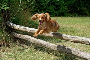 Dog - Golden Springer Spaniel - jumping over wooden poles