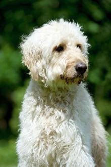 Mixed Breed Collection: DOG - Goldendoodle (head shot)