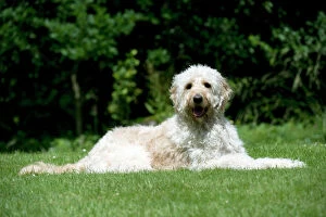 DOG - Goldendoodle laying in garden