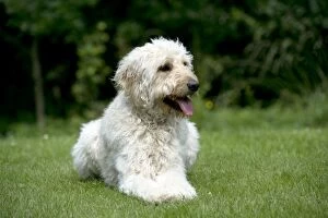 Mixed Breed Collection: DOG - Goldendoodle laying in garden