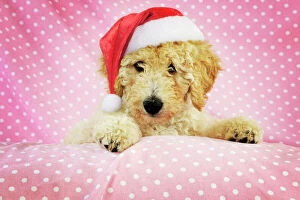 Images Dated 16th October 2010: DOG - Goldendoodle puppy on pink background