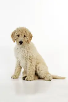 DOG. Goldendoodle puppy sitting