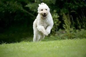 Mixed Breed Collection: DOG - Goldendoodle running