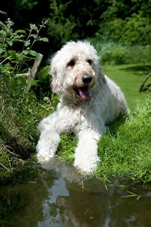 Poodle Collection: DOG - Goldendoodle standing at the edge of a pond