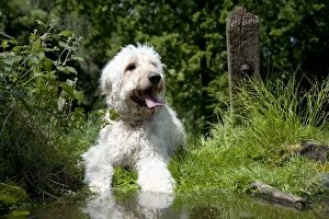 Mixed Breed Collection: DOG - Goldendoodle standing at the edge of a pond