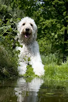 DOG - Goldendoodle standing at the edge of a pond