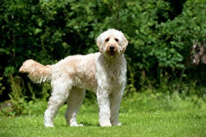 Mixed Breed Collection: DOG - Goldendoodle standing in garden