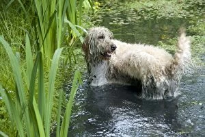 Mixed Breed Collection: DOG - Goldendoodle standing in a pond