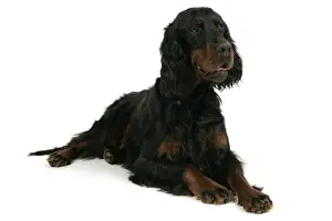 DOG. Gordon setter