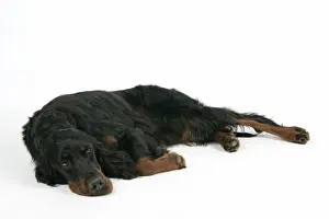 DOG. Gordon setter