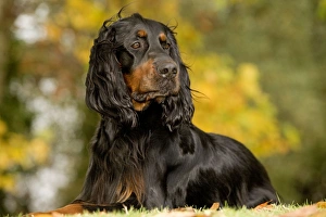 Images Dated 26th October 2008: Dog - Gordon Setter